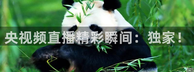 so米足球比赛直播：央视频直播精彩瞬间：独家！